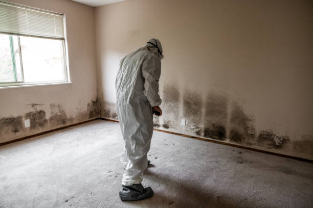 Why You Should Choose Our Mold Remediation Services in Mcminnville, TN